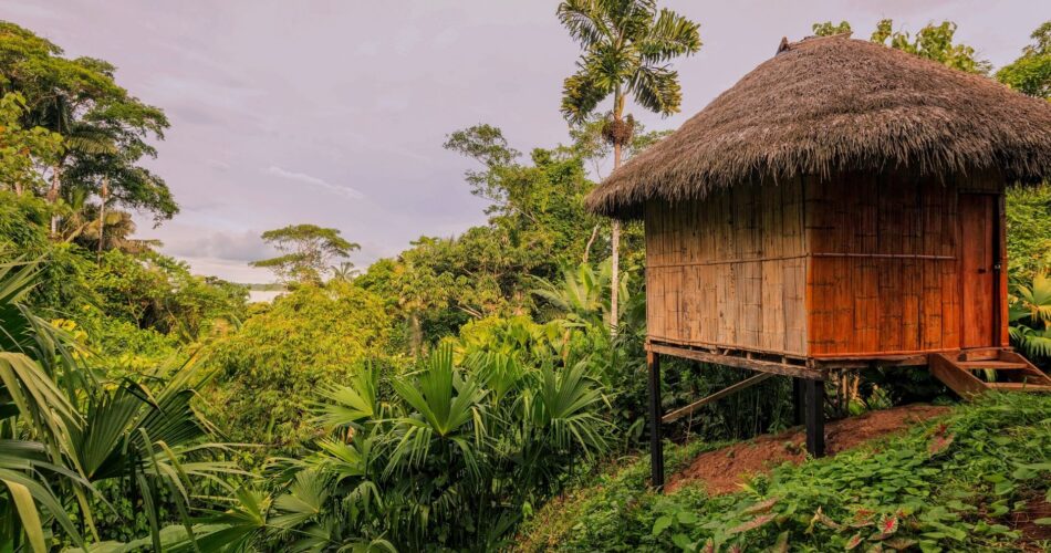 AMAZON-YAGMUR-ORMANLARI